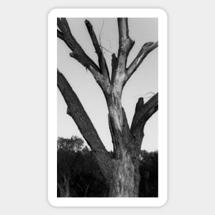 Lightning scarred tree Sticker